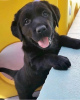 Photo №1. labrador retriever - for sale in the city of Kaunas | Is free | Announcement № 83802