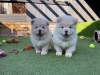 Photo №1. chow chow - for sale in the city of Pforzheim | Is free | Announcement № 95930