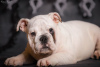 Photo №2 to announcement № 52195 for the sale of english bulldog - buy in Ukraine from nursery, breeder