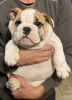 Additional photos: English bulldog