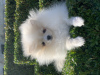 Additional photos: Pomeranian boy