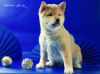 Photo №2 to announcement № 93622 for the sale of shiba inu - buy in Russian Federation private announcement, from nursery, breeder