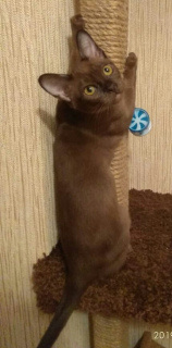 Photo №1. burmese cat - for sale in the city of Krasnodar | 543$ | Announcement № 2068