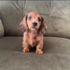 Photo №4. I will sell dachshund in the city of Milan. breeder - price - 423$