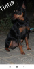 Photo №2 to announcement № 18286 for the sale of miniature pinscher - buy in Belarus private announcement