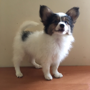 Photo №3. Papillon puppies for sale. Russian Federation