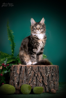 Photo №4. I will sell maine coon in the city of Omsk. from nursery, breeder - price - negotiated
