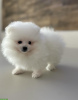 Photo №3. Pomeranian spitz. Germany