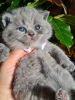 Additional photos: Stunning british shorthair Champion Bloodline Kittens