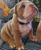 Photo №2 to announcement № 26896 for the sale of english bulldog - buy in Australia breeder