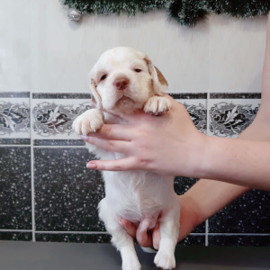 Photo №3. Spaniel Clumber Puppies. Russian Federation