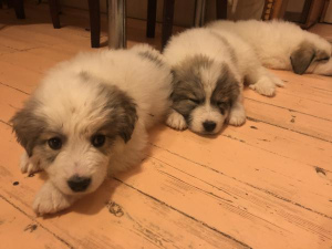Photo №2 to announcement № 1240 for the sale of great pyrenees - buy in Russian Federation private announcement