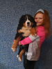 Photo №1. bernese mountain dog - for sale in the city of Wrocław | negotiated | Announcement № 33519