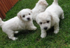 Photo №1. bichon frise - for sale in the city of Dusseldorf | 473$ | Announcement № 18613