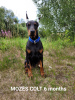 Photo №1. dobermann - for sale in the city of Quedlinburg | 1664$ | Announcement № 22334