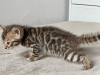 Additional photos: Bengal kittens