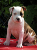 Additional photos: American Staffordshire Terrier, puppies