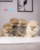 Photo №1. pomeranian - for sale in the city of Warsaw | 1479$ | Announcement № 92976