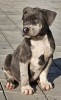 Photo №3. American Bully XL. Serbia