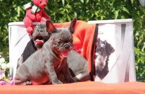 Photo №4. I will sell french bulldog in the city of New York.  - price - 3000$