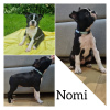 Photo №4. I will sell boston terrier in the city of Limbaži. private announcement - price - 1585$