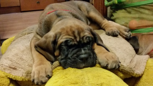 Additional photos: puppies cane corso