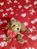 Photo №4. I will sell poodle (toy) in the city of Korolev. private announcement - price - 1106$