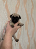 Photo №2 to announcement № 113071 for the sale of pug - buy in Russian Federation private announcement