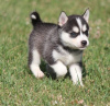 Photo №1. alaskan klee kai - for sale in the city of Никосия | negotiated | Announcement № 103448