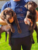 Photo №3. Chocolate Labrador, female puppies. Serbia