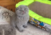 Photo №1. scottish fold - for sale in the city of Reykjavík | 317$ | Announcement № 57203