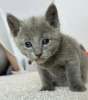 Photo №1. russian blue - for sale in the city of New York | 280$ | Announcement № 83551