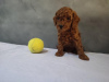 Photo №1. poodle (royal) - for sale in the city of Belgrade | negotiated | Announcement № 83421