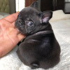Photo №2 to announcement № 85319 for the sale of french bulldog - buy in Hungary private announcement