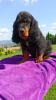 Photo №2 to announcement № 63485 for the sale of gordon setter - buy in Poland breeder