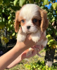 Photo №3. Cavalier King Charles Spaniel. Serbia