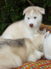 Photo №1. siberian husky - for sale in the city of Barneveld | 423$ | Announcement № 115596