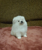 Photo №2 to announcement № 32662 for the sale of pomeranian - buy in Germany private announcement