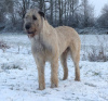 Photo №3. Open reservation for irish wolfhound puppies/beauty and performance. France