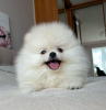 Photo №2 to announcement № 119140 for the sale of pomeranian - buy in Germany private announcement