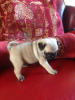 Photo №4. I will sell pug in the city of Harlingen. private announcement - price - 423$