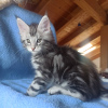 Additional photos: Sell Maine Coon A-22 cat