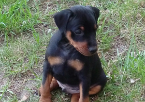 Photo №2 to announcement № 2522 for the sale of miniature pinscher - buy in Russian Federation from nursery, breeder