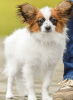 Additional photos: papillon puppies