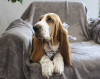 Photo №2 to announcement № 13187 for the sale of basset hound - buy in Russian Federation breeder