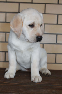 Photo №2 to announcement № 3897 for the sale of labrador retriever - buy in Russian Federation from nursery, breeder