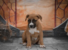 Photo №2 to announcement № 93845 for the sale of american staffordshire terrier - buy in Serbia 