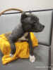 Photo №1. american staffordshire terrier - for sale in the city of Москва | Is free | Announcement № 38332