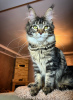 Photo №1. maine coon - for sale in the city of Uhingen | 423$ | Announcement № 106951