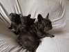 Photo №1. french bulldog - for sale in the city of Harlingen | Is free | Announcement № 80367